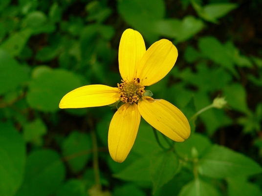 {Heliopsis helianthoides}